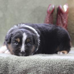 Emerald - Black tri-color male Australian Shepherd puppy in Quapaw, Oklahoma from Rocky Hill Aussies