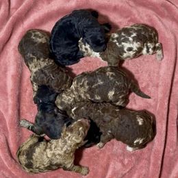 Girl 7 - Merle female Goldendoodle puppy in Sterling, Connecticut from Justine’s Retrievers and Doodles