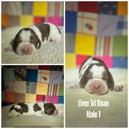 Liver Tri Roan Male 1 - Liver white and tan male English Springer Spaniel puppy in Jesup, Georgia from 31 Pines Kennels
