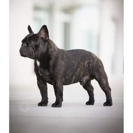 Santino - French Bulldog