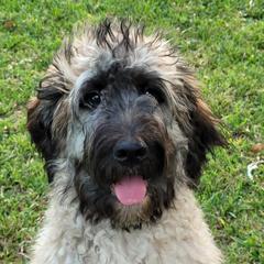 Saint Berdoodle Puppies from Brewer's Doodles