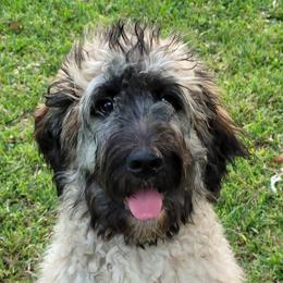 Saint Berdoodle Puppies from Brewer's Doodles