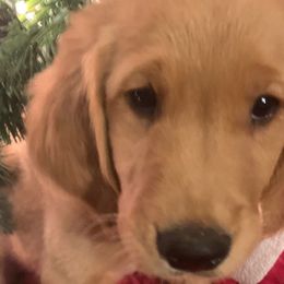 Camilo (Beige) - Golden Golden Retriever puppy in Lewiston, Idaho from Tiloula's Puppies