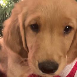 Camilo (Beige) - Golden Golden Retriever puppy in Lewiston, Idaho from Tiloula's Puppies