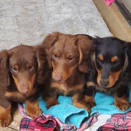 Dachshund Puppies from Callaway Country Dachshunds