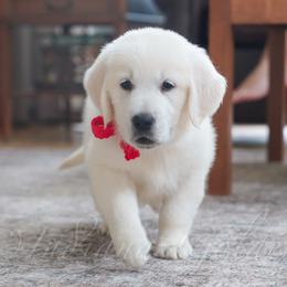 Miss Red - Light golden female Golden Retriever puppy in Bedford, Indiana from Indiana Goldens