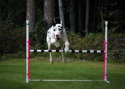 Great Dane adult on an agility course 