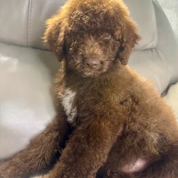 Macbeth - Brown and white male Aussiedoodle puppy in Lake City, Florida from Dream Hollow Farm