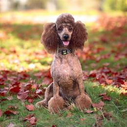Rowena - Red  female Poodle puppy in Mount Vernon, Illinois from AMC Poodles