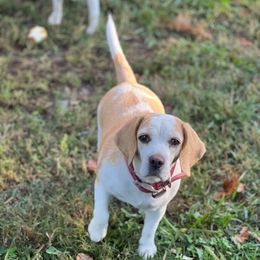 Louise - Beagle