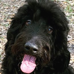 Raven - Goldendoodle