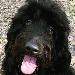 Raven - Goldendoodle