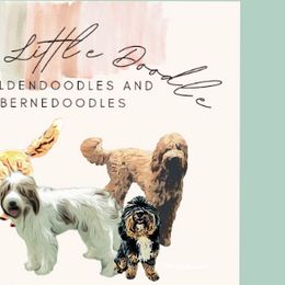 Bernedoodles and Goldendoodles from Doo a Little Doodle