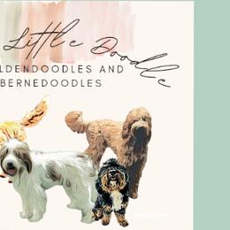Bernedoodles and Goldendoodles from Doo a Little Doodle