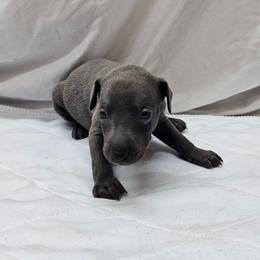 Lugi - Blue male Italian Greyhound puppy in Newalla, Oklahoma from Heartland Iggys