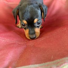 Jay - Black and tan female Dachshund puppy in Conroe, Texas from Dots Dachshunds
