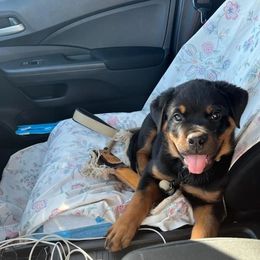 Rottweiler Puppies from Harris Hill Rottweilers