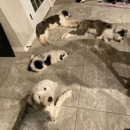 Sheepadoodle Puppies from Sunflower Family Farms