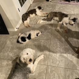 Sheepadoodle Puppies from Sunflower Family Farms