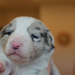 Sirius - Blue merle Border Collie puppy in Huntington, Indiana from Botanical Border Collies