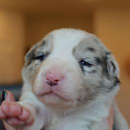 Sirius - Blue merle Border Collie puppy in Huntington, Indiana from Botanical Border Collies