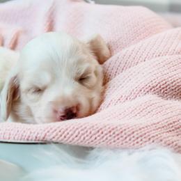 Girl 1 - Piebald female Dachshund puppy in Laurel, Mississippi from Kissinger Dachshunds
