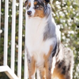 Australian Shepherds from Storm Shine Australian Shepherds