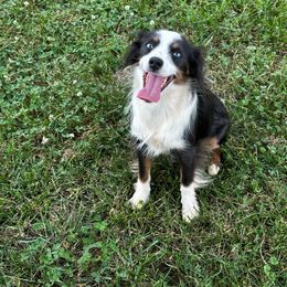 Kimber - Miniature Australian Shepherd