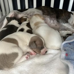 Girl 1 - White and silver female Rat Terrier puppy in East Aurora, New York from Kona's Golden Life