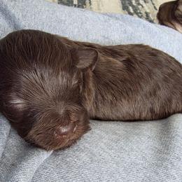 Boy 3 - Chocolate male Havapoo puppy in Medina, Ohio from Momma's Minis