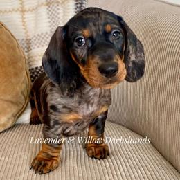 Male 1 - Dapple male Dachshund puppy in Elizabethtown, Kentucky from Lavender and Willow Dachshunds