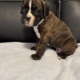 Boxer Puppies from Bellmont Boxers East TN