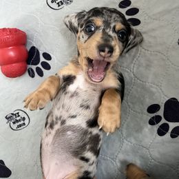 Dachshund Puppies from Weenie Bros
