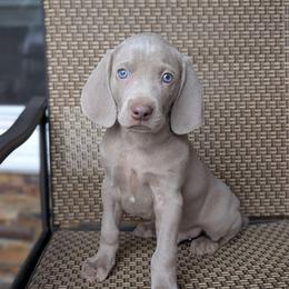 Sargeant - Silver gray male Weimaraner puppy in Rancho Cucamonga, California from Freehart's Weimaraners