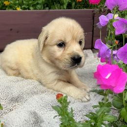 Prunella - Light golden female Golden Retriever puppy in Terre Hill, Pennsylvania from Cloverleaf K9 Connections