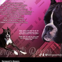 Harley Quinn - Boxer