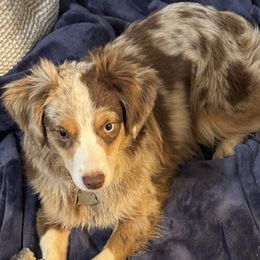 Australian Shepherds, Miniature American Shepherds, Miniature Australian Shepherds, and Toy Australian Shepherds from HP Aussie Kennels