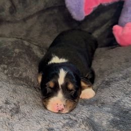 Believer Aussborne - Black tri-color female Australian Shepherd puppy in Chaplin, Connecticut from Mystic Moon