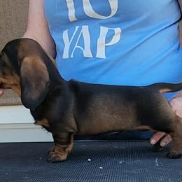 Cardigan Welsh Corgis and Dachshunds from Baledwr Kennels