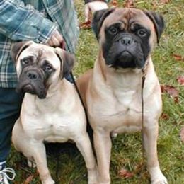 Bullmastiffs and Sussex Spaniels from Ol West Bullmastiffs and Sussex Spaniels