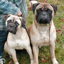 Bullmastiffs and Sussex Spaniels from Ol West Bullmastiffs and Sussex Spaniels