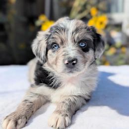 Charlie  (Blue collar) - Blue merle male Australian Shepherd puppy in Coulee City, Washington from Mr and Mrs Doodle Farm