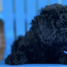 Aussiedoodles and Goldendoodles from Foneb Farm - The F1B Farm