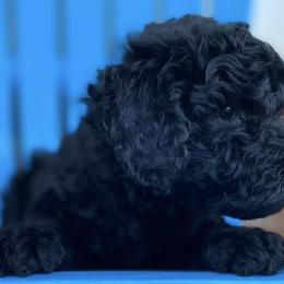 Aussiedoodles and Goldendoodles from Foneb Farm - The F1B Farm
