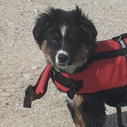 Miniature American Shepherds from American Outlaw Mini Aussie Breeder