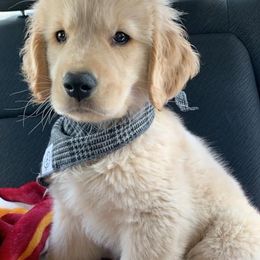 Golden Retriever Puppies from OPK Goldens