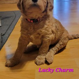 Goldendoodle Puppies from Kimber's Doodles