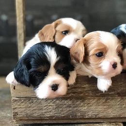 Basset Hounds, Cavalier King Charles Spaniels, and Mastiffs from Southern Oaks Kennel