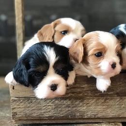 Basset Hounds, Cavalier King Charles Spaniels, and Mastiffs from Southern Oaks Kennel