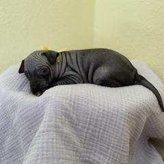 Luna - Black tan and white female American Hairless Terrier puppy in Belton, Texas from Copper Lilly Kennel